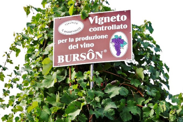 Il Burson &egrave; un vino particolare, dai sapori intensi ed &egrave; apprezzato da chi ama il vino schietto e sincero del contadino Bagnacavallo il Burs&ograve;n sfida il mondo