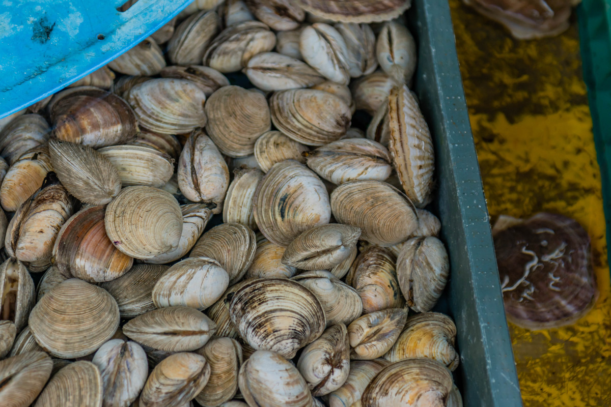 Vongole a Natale: prezzi alle stelle a causa del granchio blu