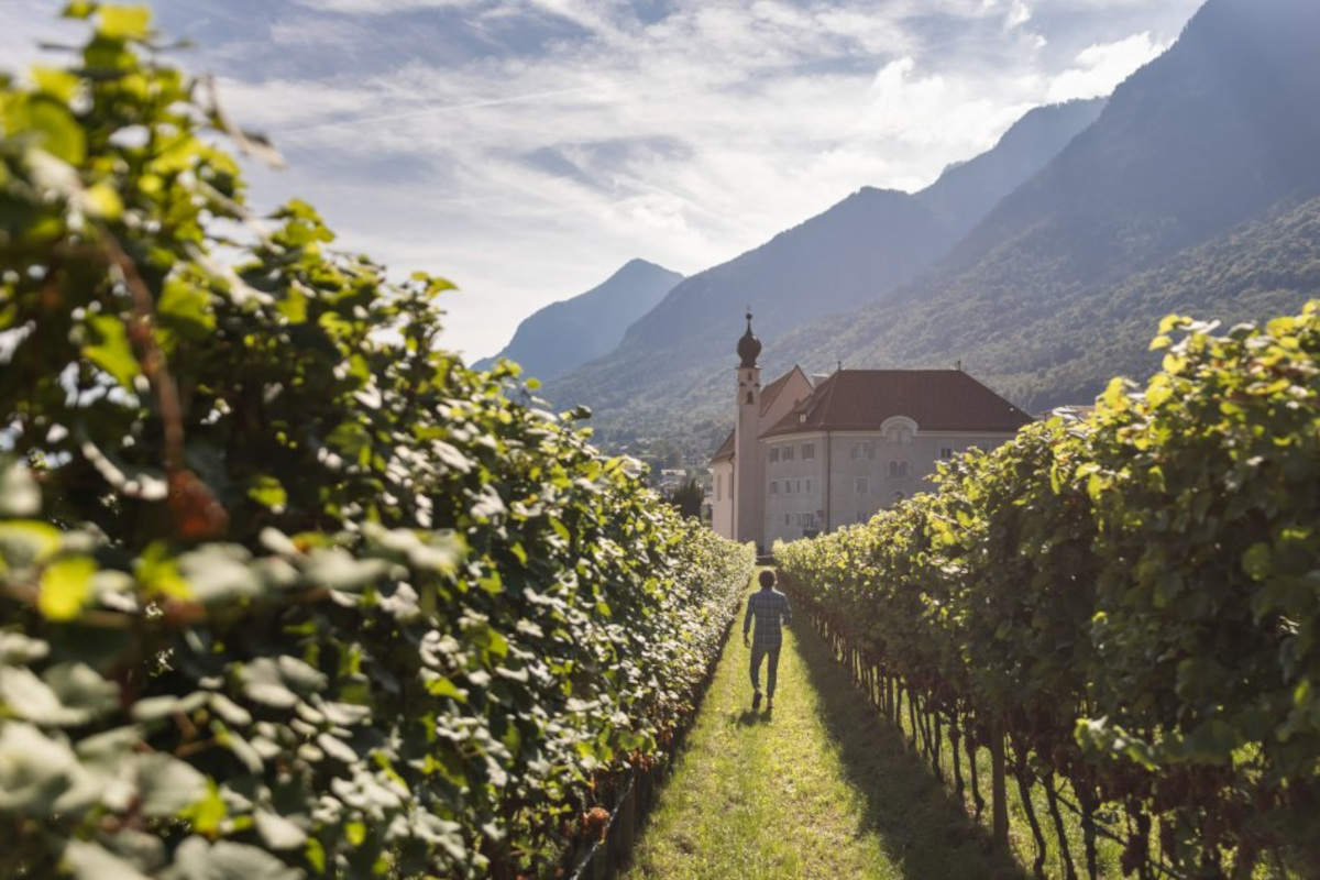Dalla vigna all'energia: gli scarti del vino diventano calore e compost