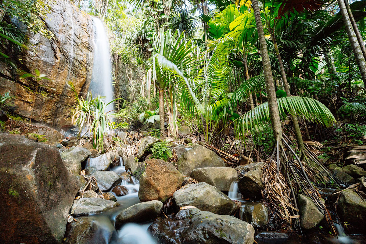 Praslin: la Cascata Vallee De Mai Un viaggio alle Seychelles  per un’identità sostenibile