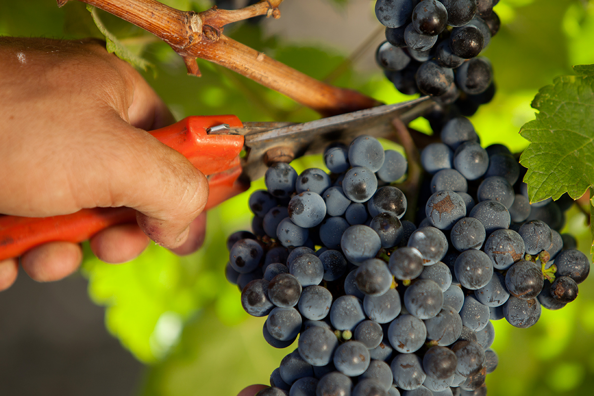 Doc Erice: come Fazio sta cambiando la mappa del vino siciliano Doc Erice: come Fazio sta cambiando la mappa del vino siciliano
