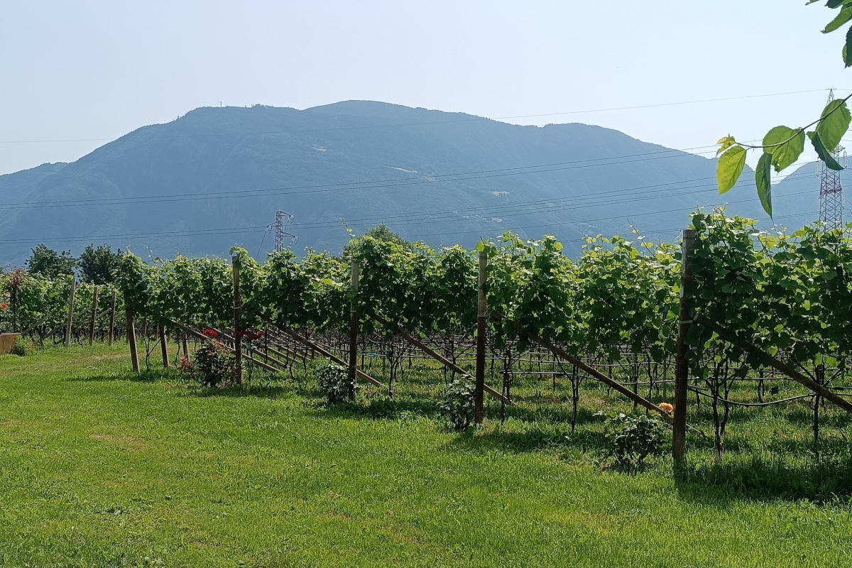 Abbazia di Novacella, tra spiritualità e vini pregiati