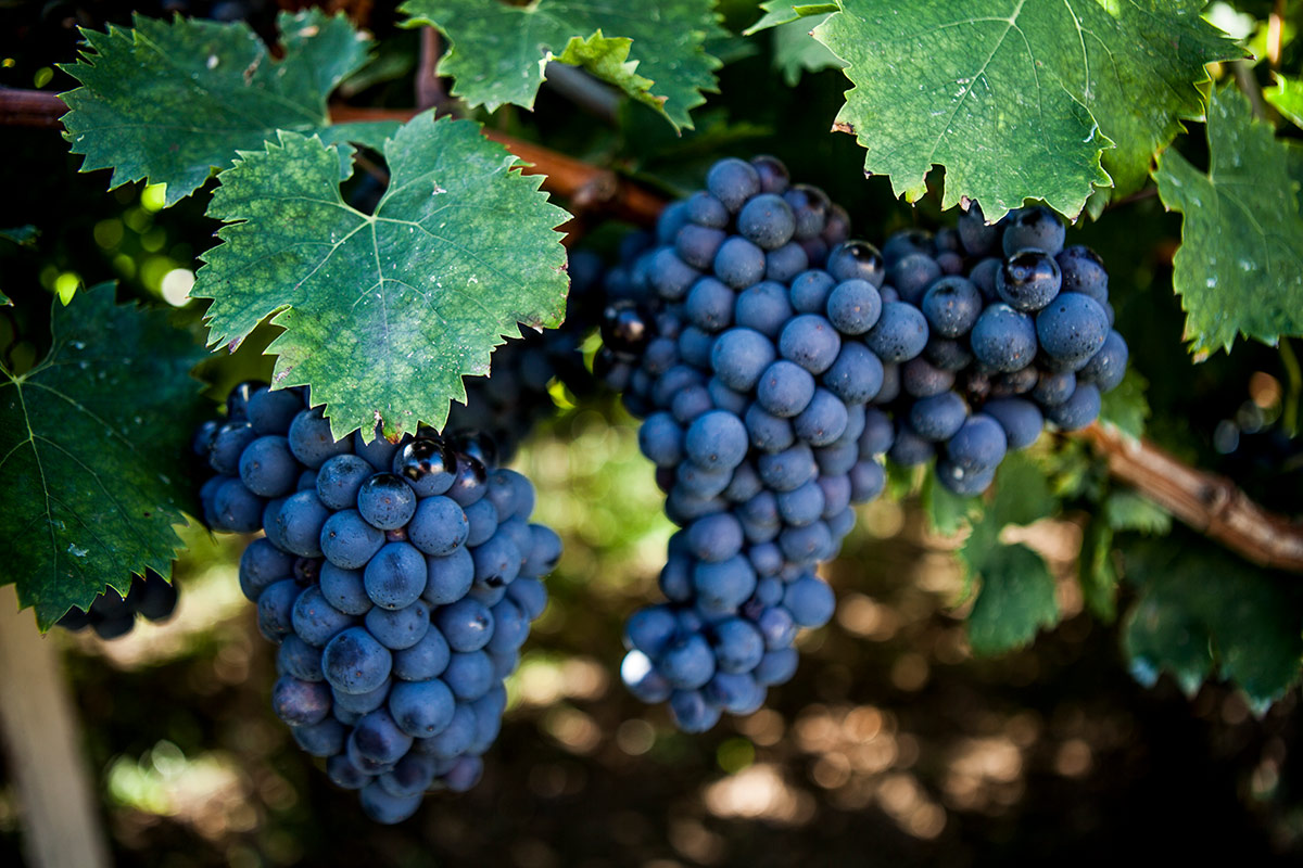 Abruzzo: terra di vini straordinari tra monti, mare e colline