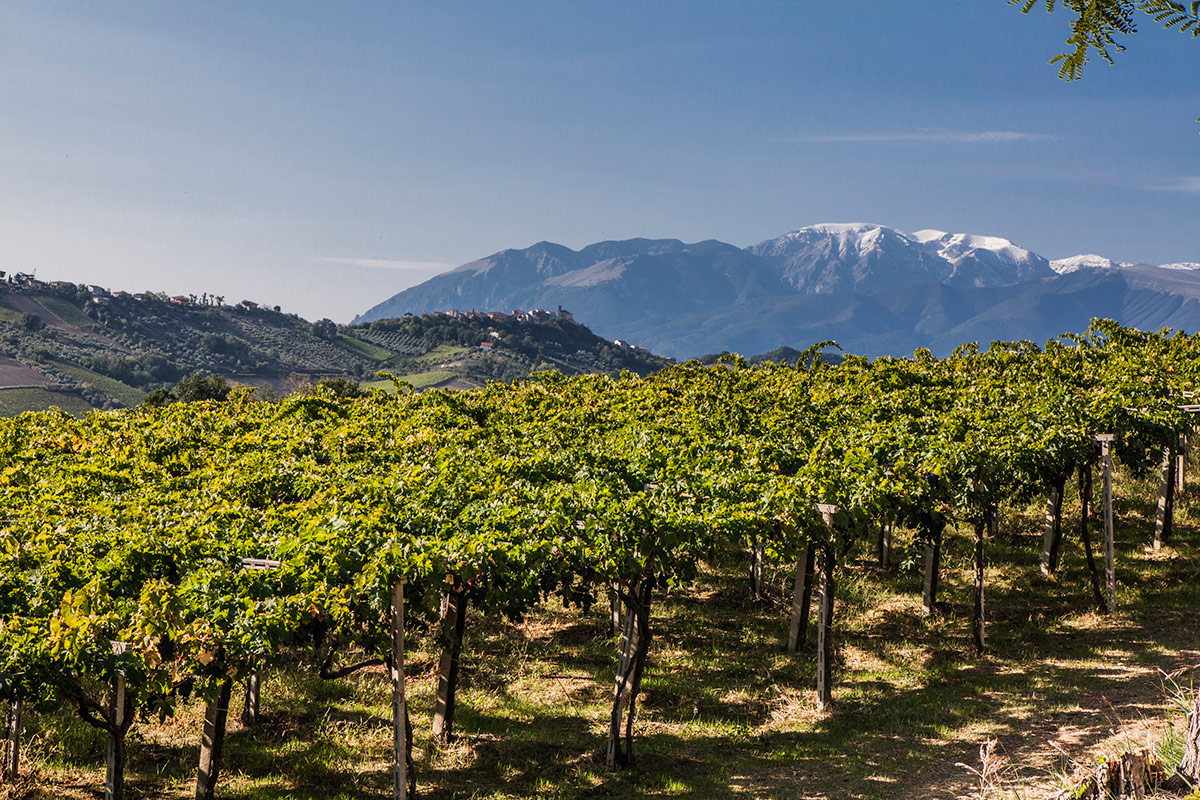 Abruzzo: terra di vini straordinari tra monti, mare e colline