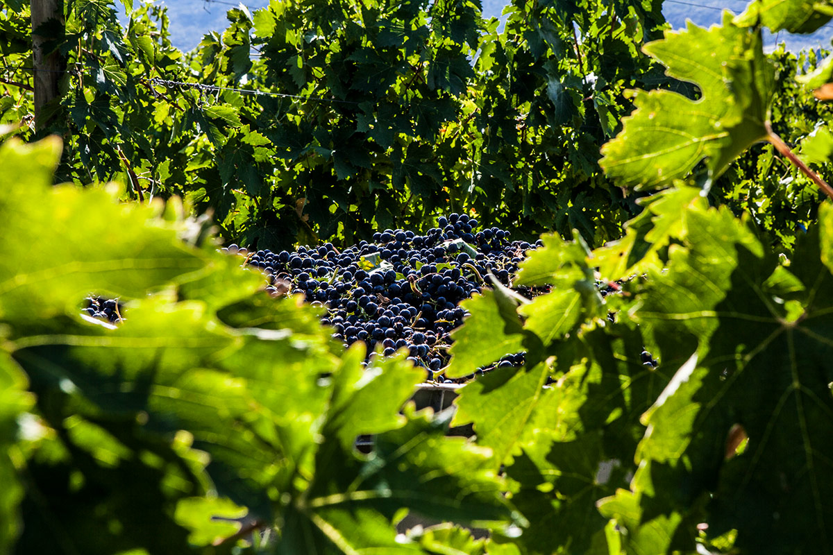 Abruzzo: terra di vini straordinari tra monti, mare e colline