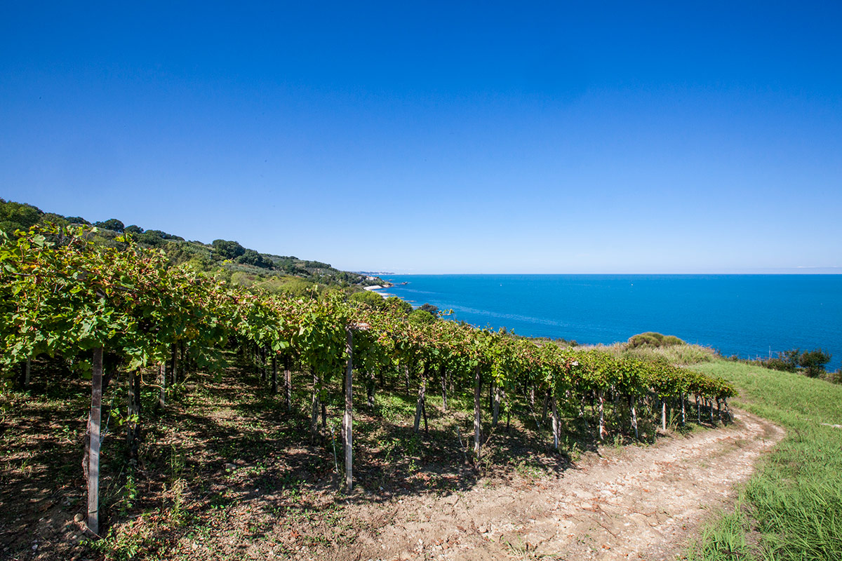 Abruzzo: terra di vini straordinari tra monti, mare e colline