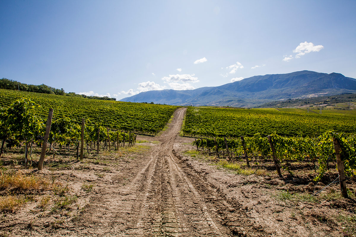 La ricetta di Ais Abruzzo: “Sinergia con consorzi e cantine del territorio”