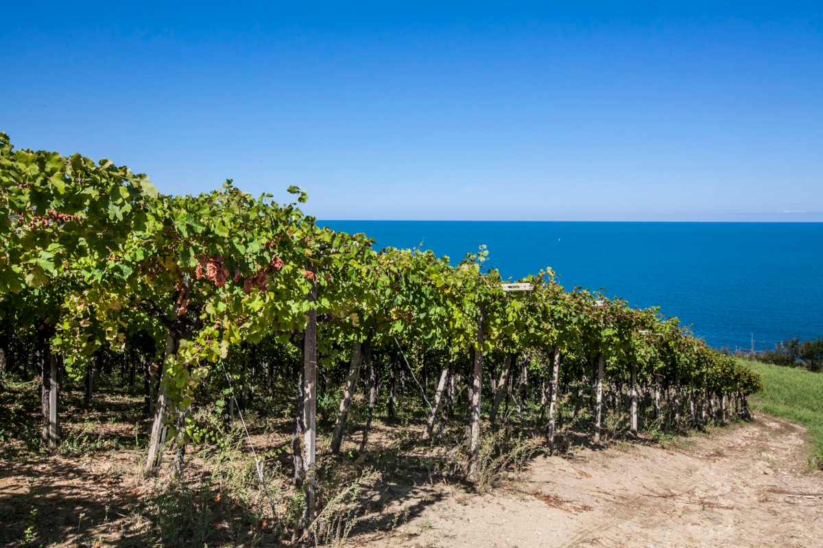 La ricetta di Ais Abruzzo: “Sinergia con consorzi e cantine del territorio”