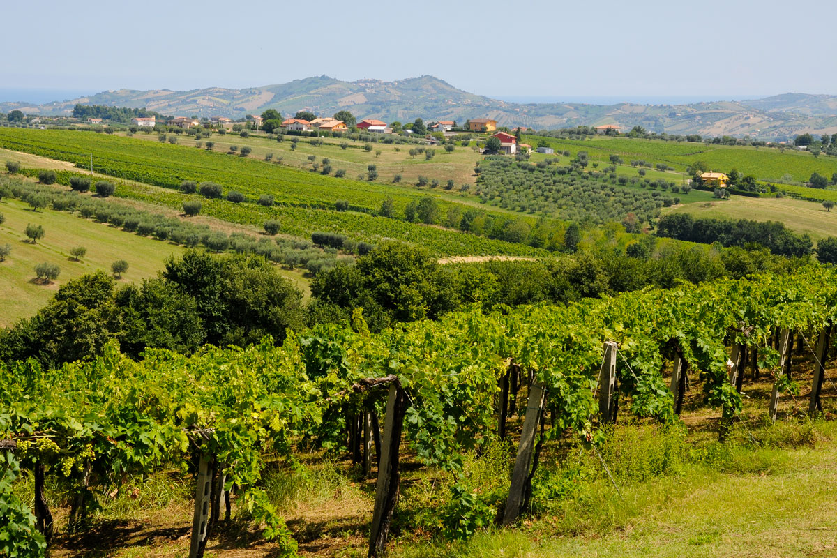 Colline Teramane Montepulciano Docg: eccellenza enologica da scoprire