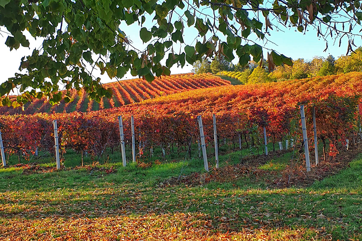 Acetaie aperte, la “Settimana Balsamica” tra gusto, arte e musica