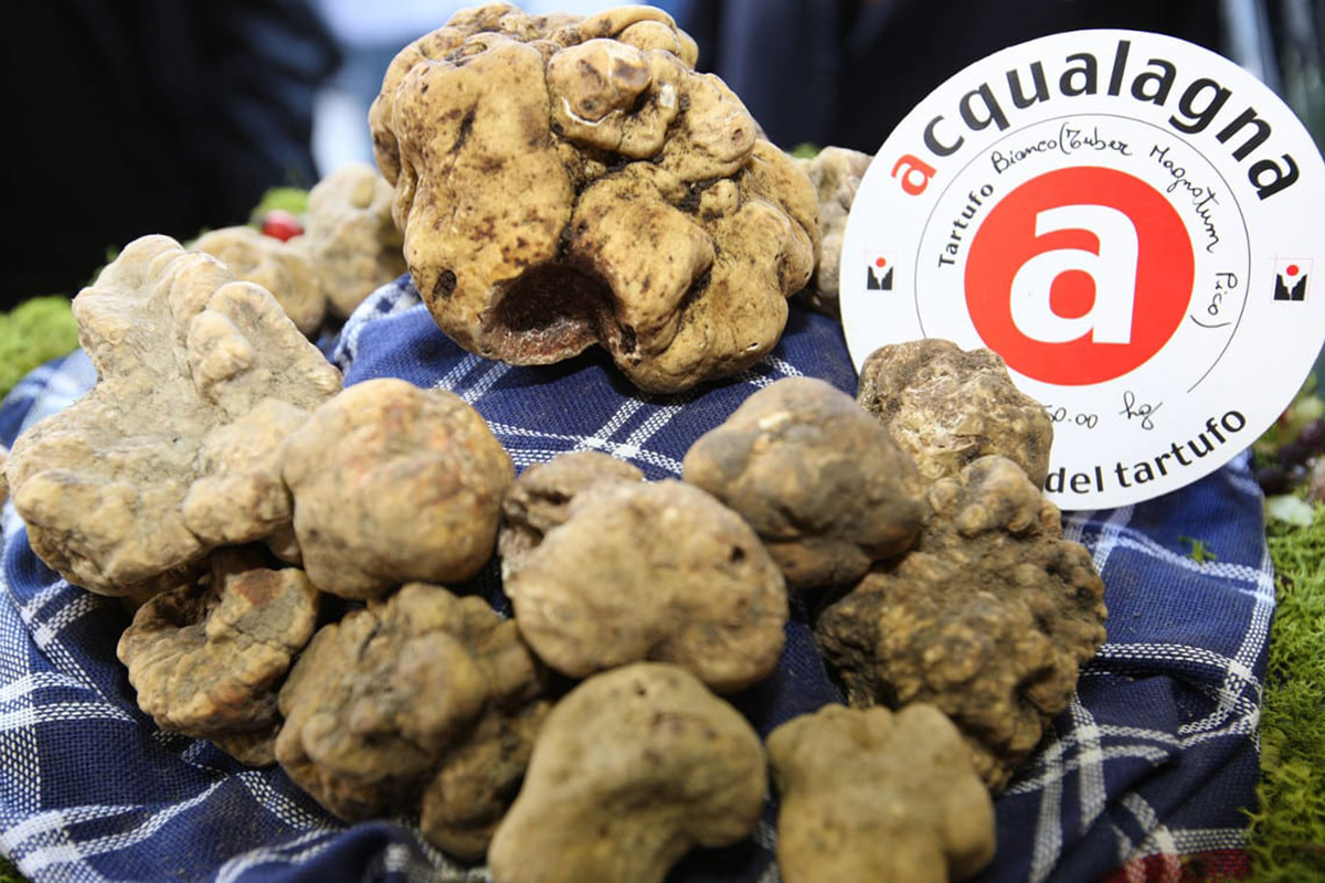 Fiera Nazionale del Tartufo Bianco Acqualagna in festa per il Tartufo Bianco: nuovo formata per la fiera nazionale