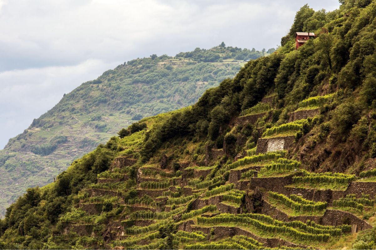 L'agricoltura resiliente salva il mondo? Come adattarsi al cambiamento climatico