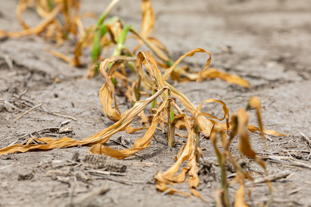 Siccità, in Lombardia sta finendo l'acqua per l'agricoltura