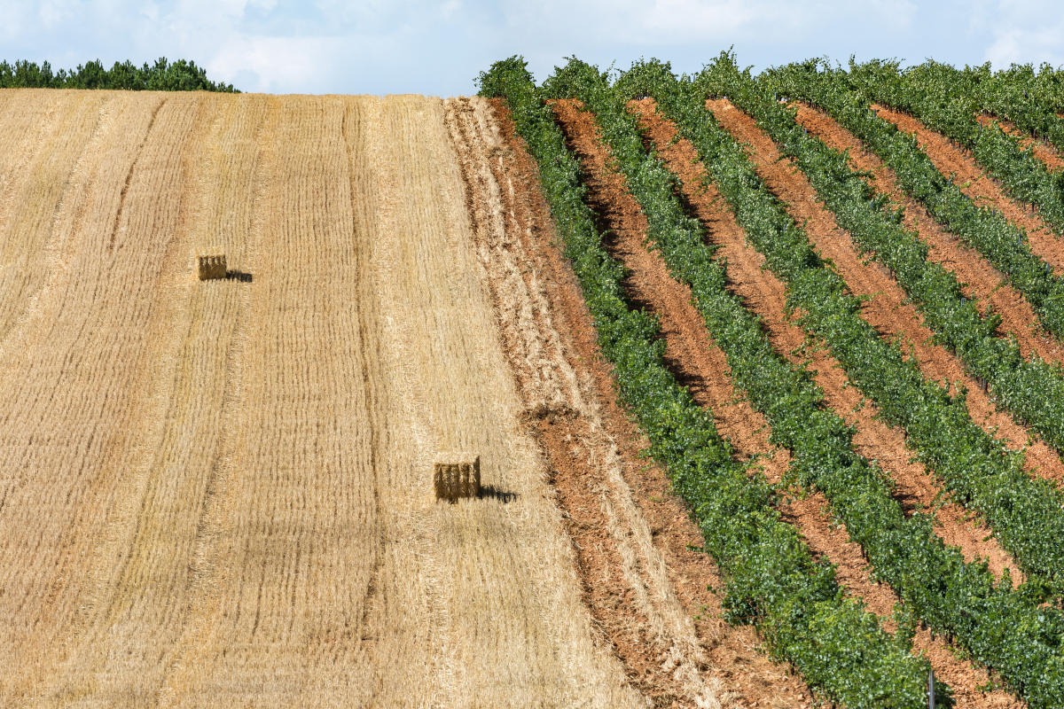 La siccità colpisce 270mila imprese agricole: “Servono piani d'emergenza”