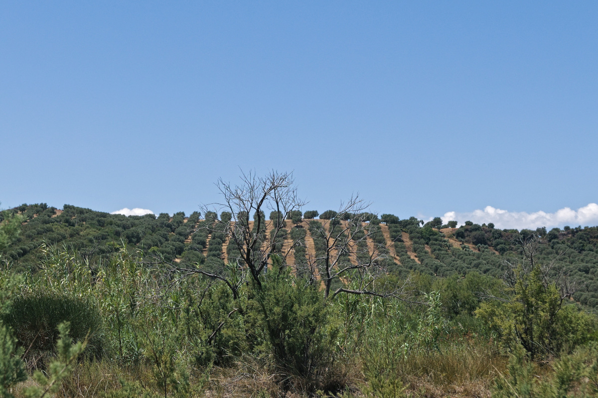 Calabria: maxi truffa ai contributi agricoli, sequestrati oltre 169mila euro