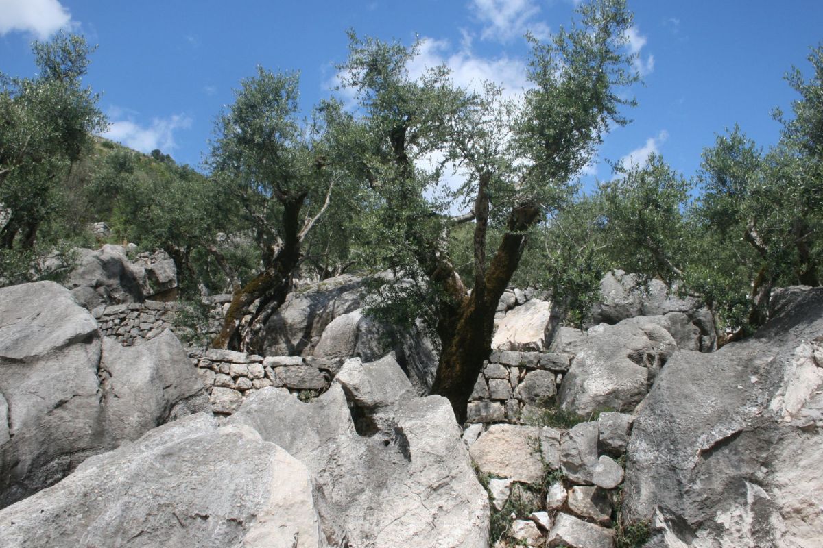 L'agricoltura resiliente salva il mondo? Come adattarsi al cambiamento climatico