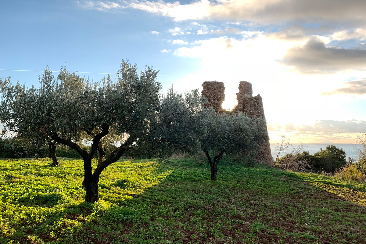 Olio, quando la raccolta diventa esperienza turistica