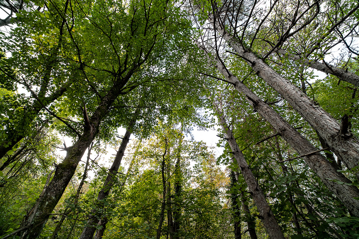 Il cuore pulsante, verde e vivo de “Il Bosco del Molino”