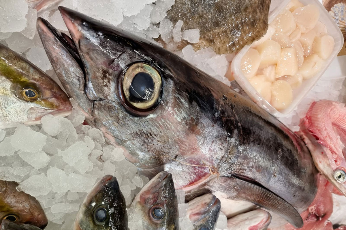 Orobica Pesca: riscoprire il pesce azzurro, un viaggio nel gusto Mediterraneo