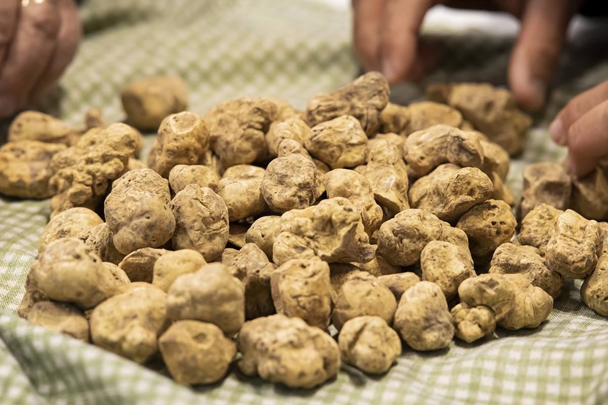 Tartufo: Foto Giorgio Perottino, Ente Fiera Internazionale del Tartufo Bianco d’Alba  Alba celebra il tartufo bianco tra gusto e sostenibilità