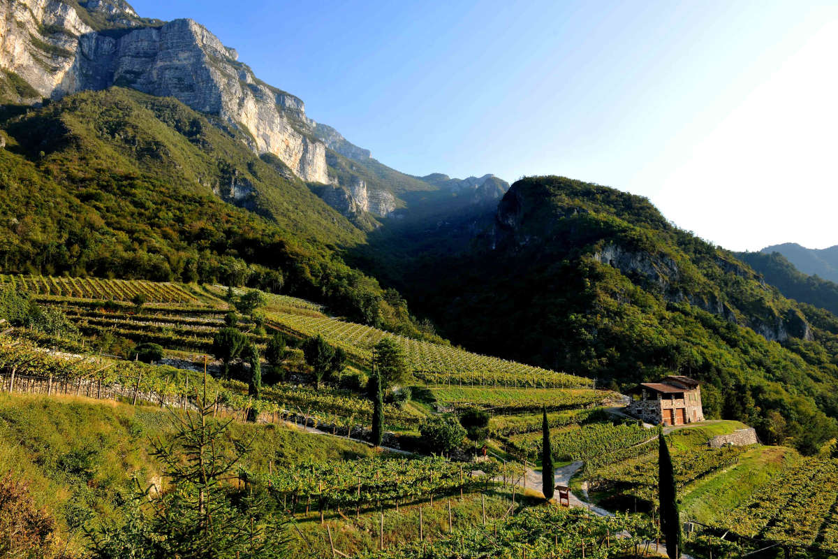 I vini bianchi di Albino Armani tornano a Prowein