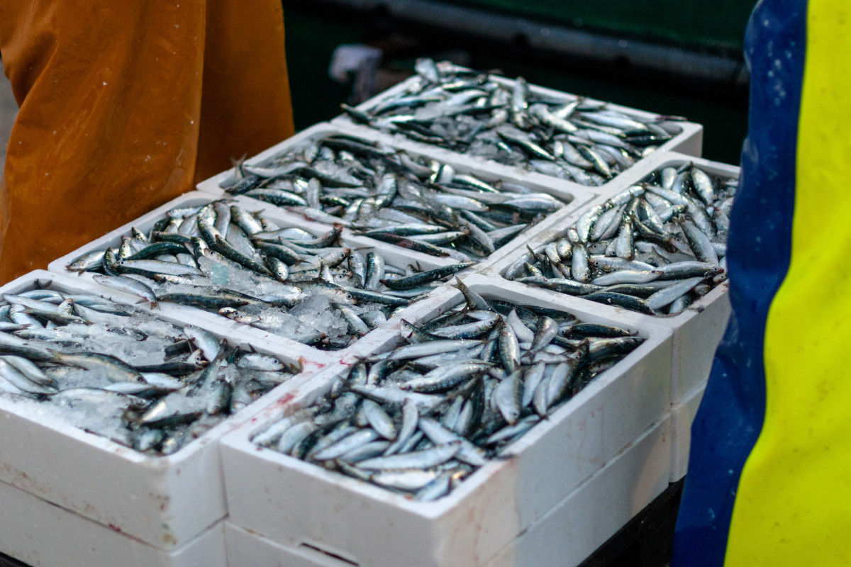 Caro gasolio, le barche restano in porto e nei mercati manca il pesce