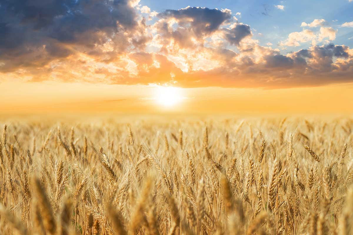 Allarme siccità, a rischio le coltivazioni di grano, mais, riso e girasole