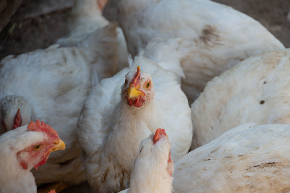 World Vegan Day, l'Italia tra calo dei vegetariani e dibattito sulla carne sintetica