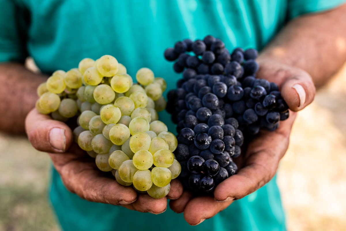 Vendemmia 2024: sfide e opportunità per l'Alta Langa