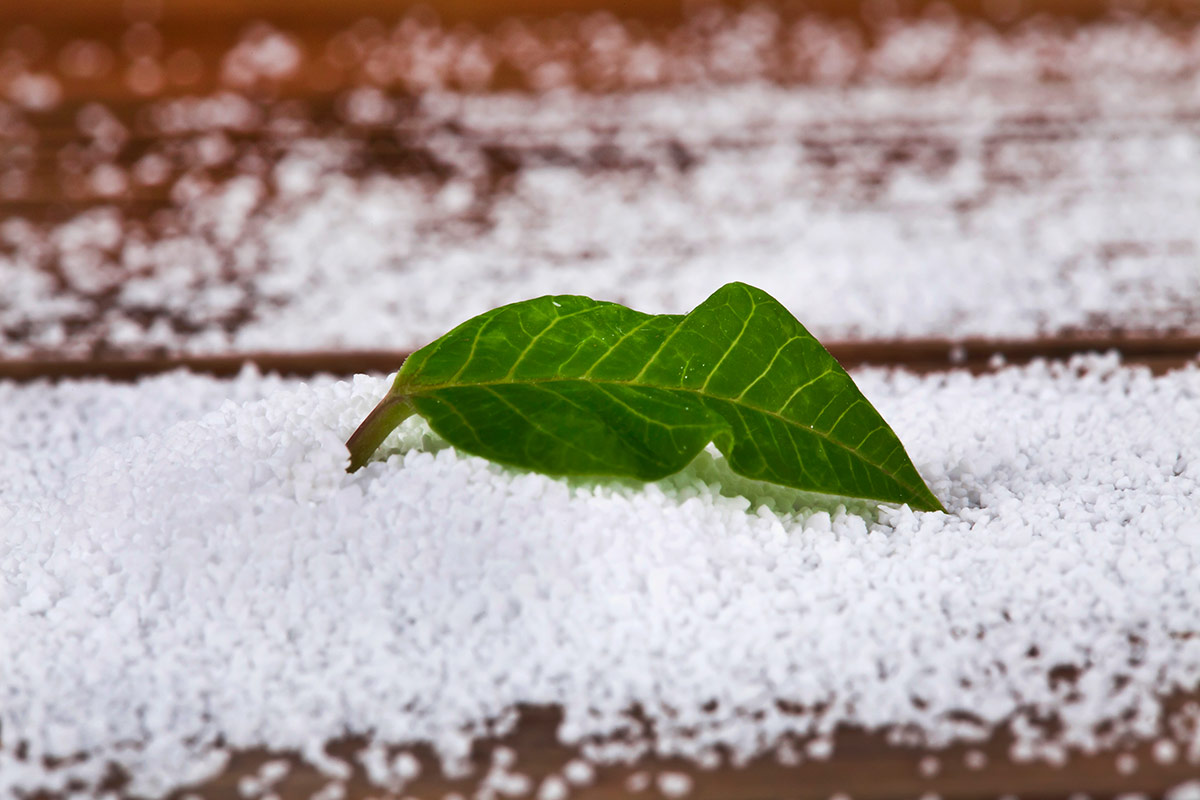 Miele, fruttosio, stevia: le alternative naturali allo zucchero