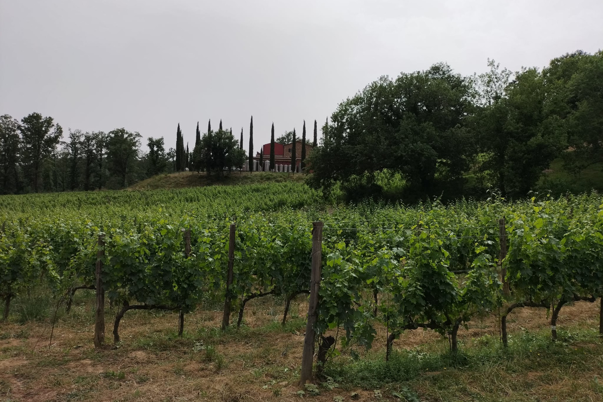 Ampeleia: un'azienda agricola sostenibile immersa nella bellezza della Toscana