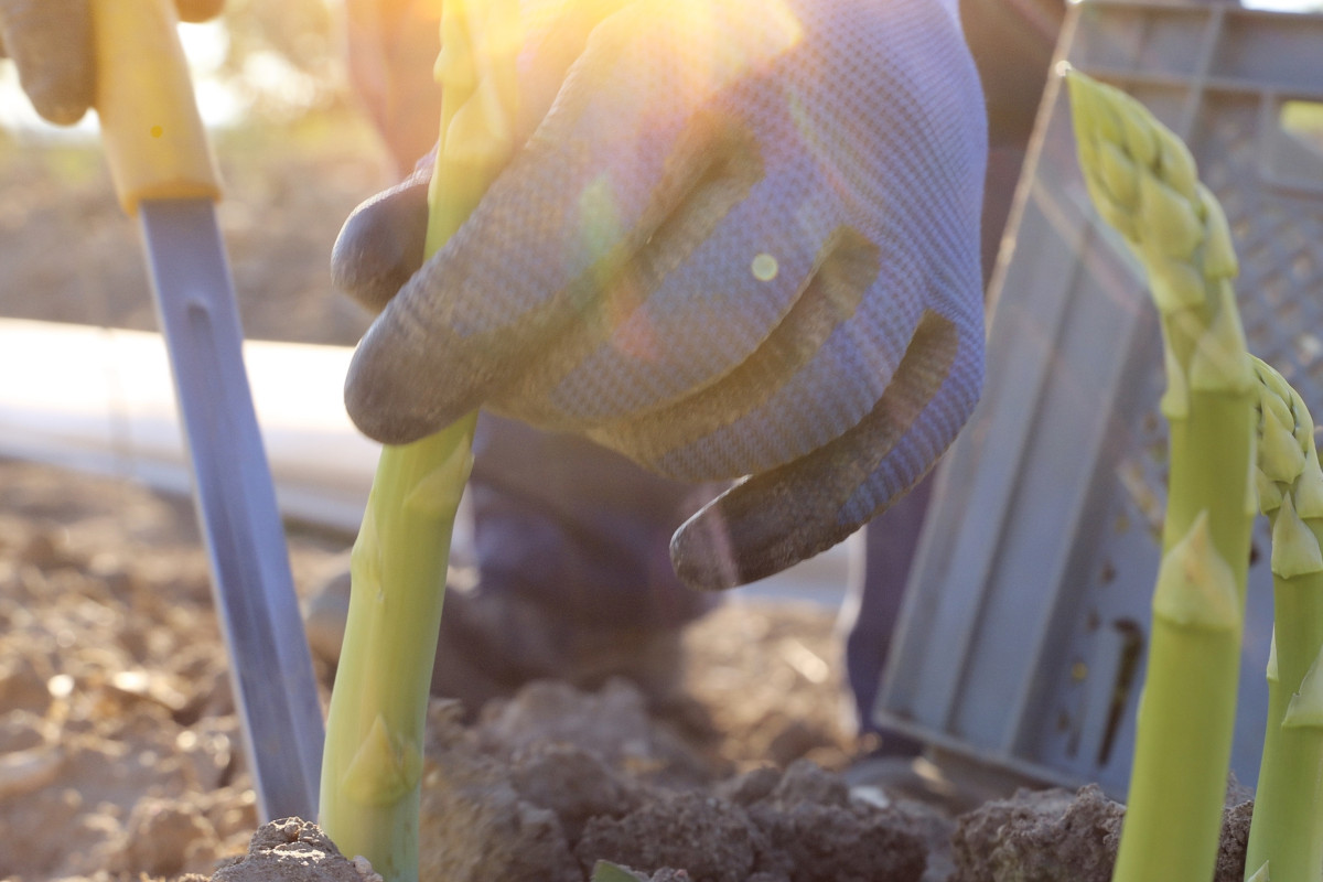 Un asparago da guinness dei primati in Molise: &egrave; alto oltre 4 metri