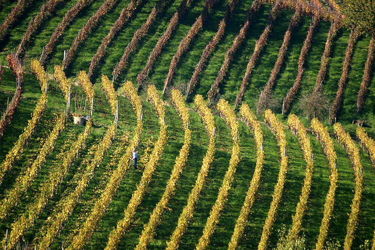 (Asti Docg, il vino perfetto per ogni occasione conviviale)