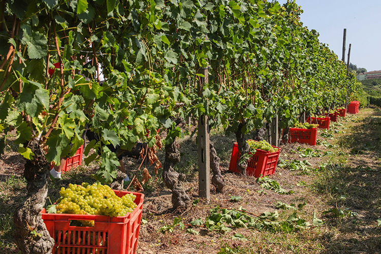 (Asti Docg, il vino perfetto per ogni occasione conviviale)