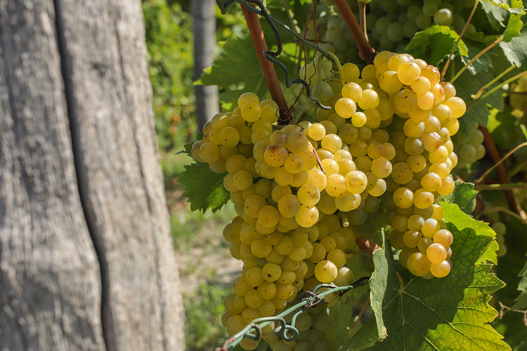 (Asti Docg, il vino perfetto per ogni occasione conviviale)