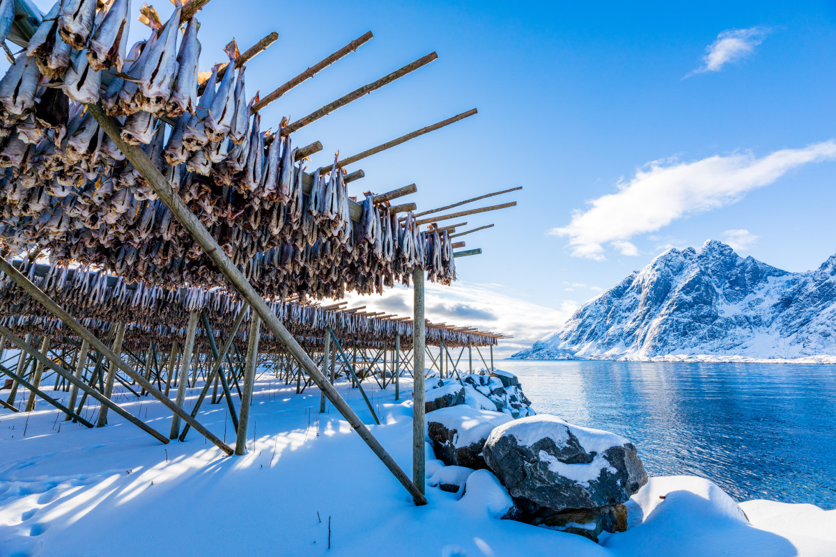 La querelle sul baccalà alla vicentina che racconta la crisi dello stoccafisso