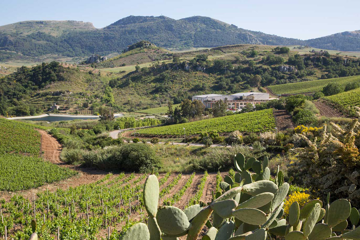 Origini francesi, temperamento siciliano: ecco il Viognier di Baglio di Pianetto