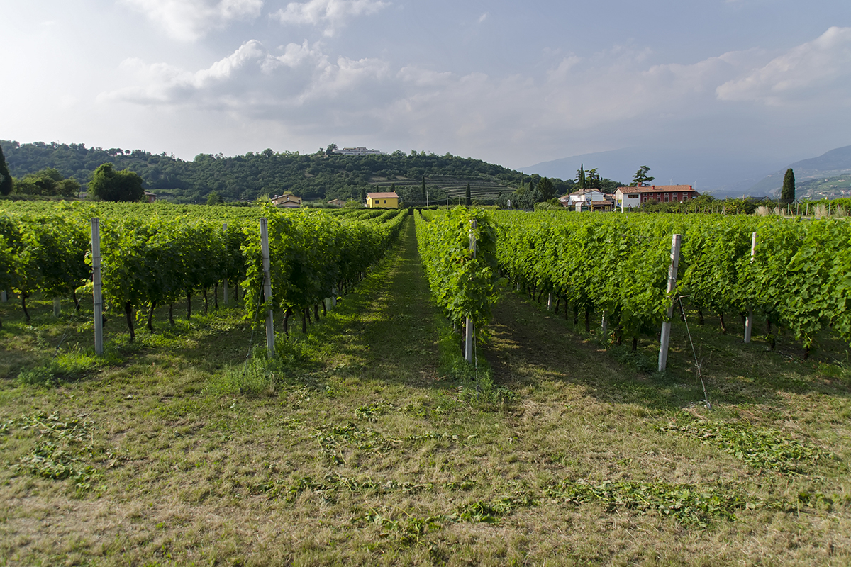 Vigneti in Bardolino Chiari, freschi e dolci… vini! Viaggio tra le Doc del Lago di Garda