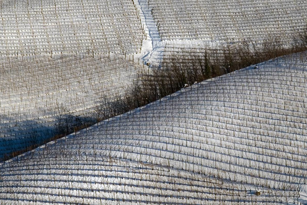 Barolo e Barbaresco verso una profonda modifica dei disciplinari