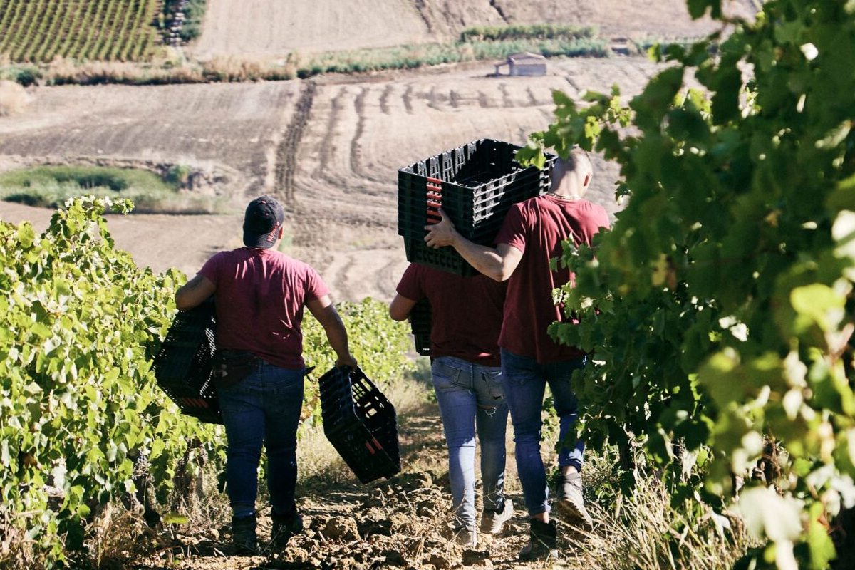 Bianco e Rosso di Case Alte, eccellenti espressioni di Catarratto e Syrah siciliani