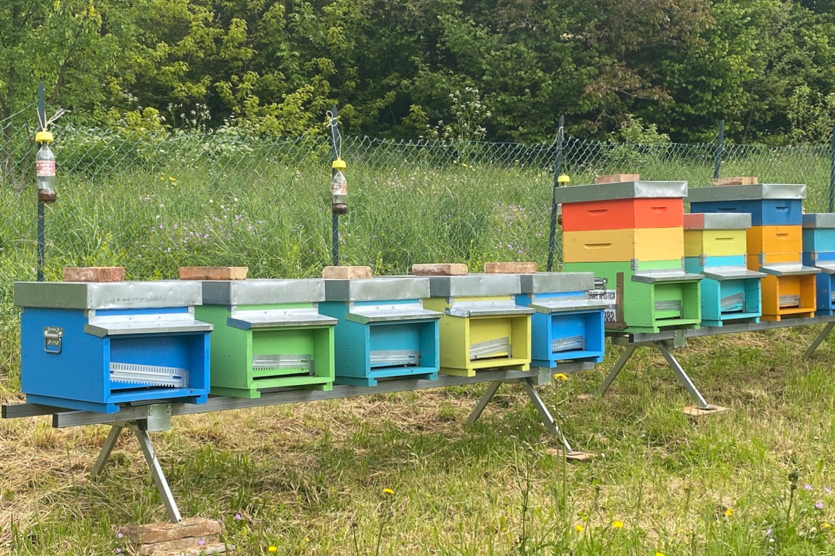 Borghi e miele a Macerata: sei tappe per scoprire l'apicoltura marchigiana