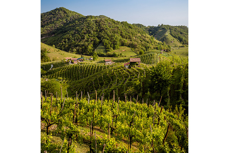 (Bisol, viticoltori dal 1542 Una garanzia per i Prosecco lovers)