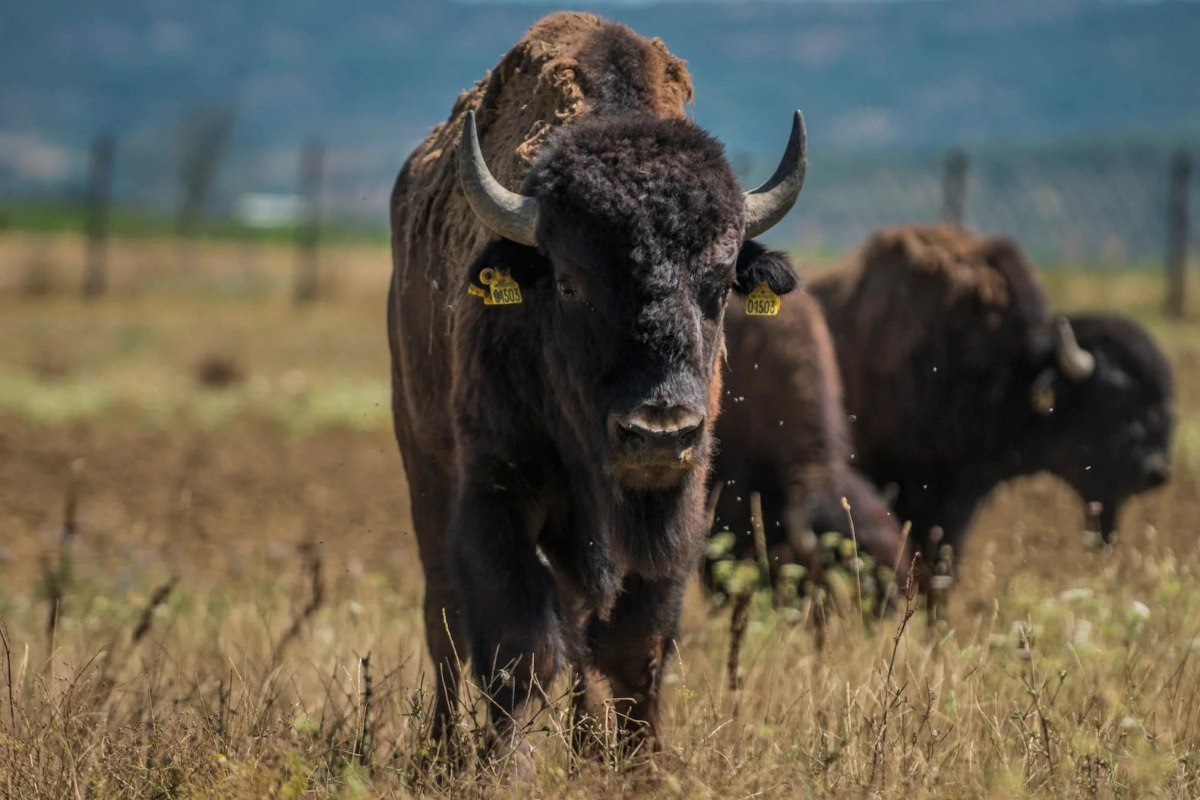 Al lago Trasimeno per incontrare i bisonti con i Lakota Sioux 