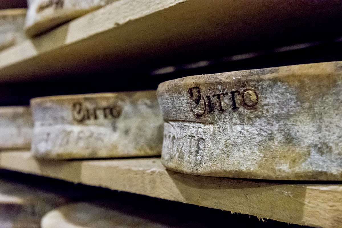 Formaggio Bitto Dop, un alleato degli sciatori Per sciare in Valtellina il formaggio è la fonte di energia giusta