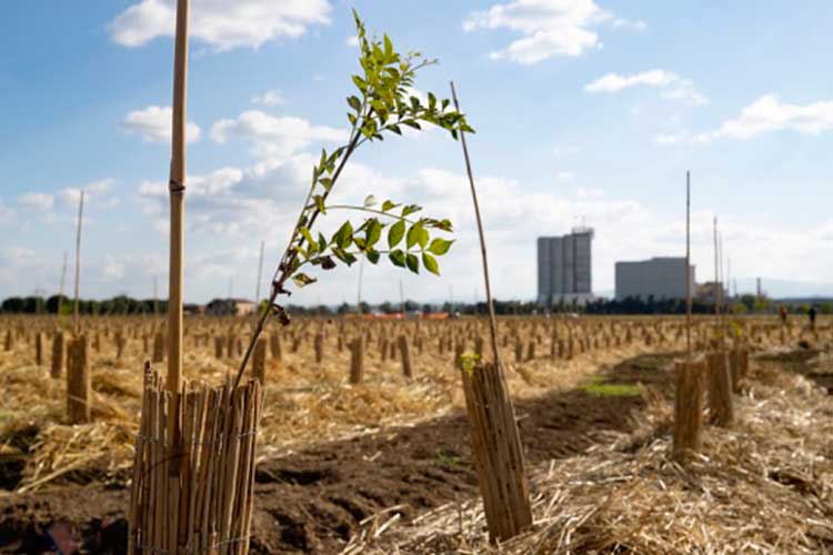 Il bosco che cresce e sullo sfondo lo stabilimento di Augugiaro&Figna Molini Agugiaro