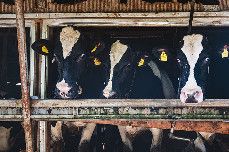 Arriva un’alga per ridurre i gas serra prodotti dai bovini