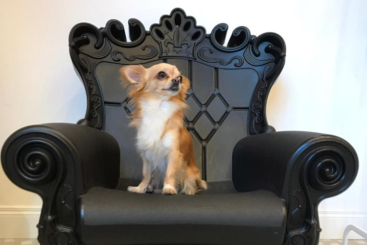 Un cliente in attesa del suo turno (Bravo Cookies, a Roma la prima pasticceria per cani)