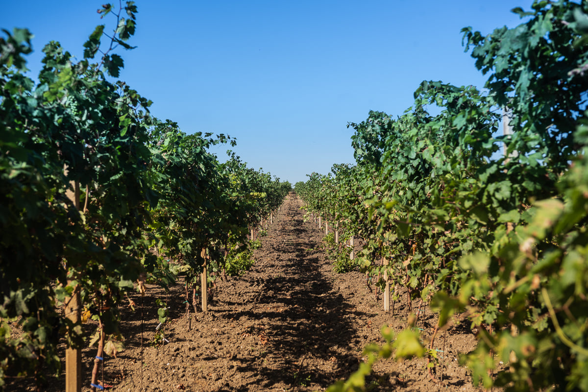 Non solo i vini di Bruno Vespa al tavolo: ecco cosa si beve al G7