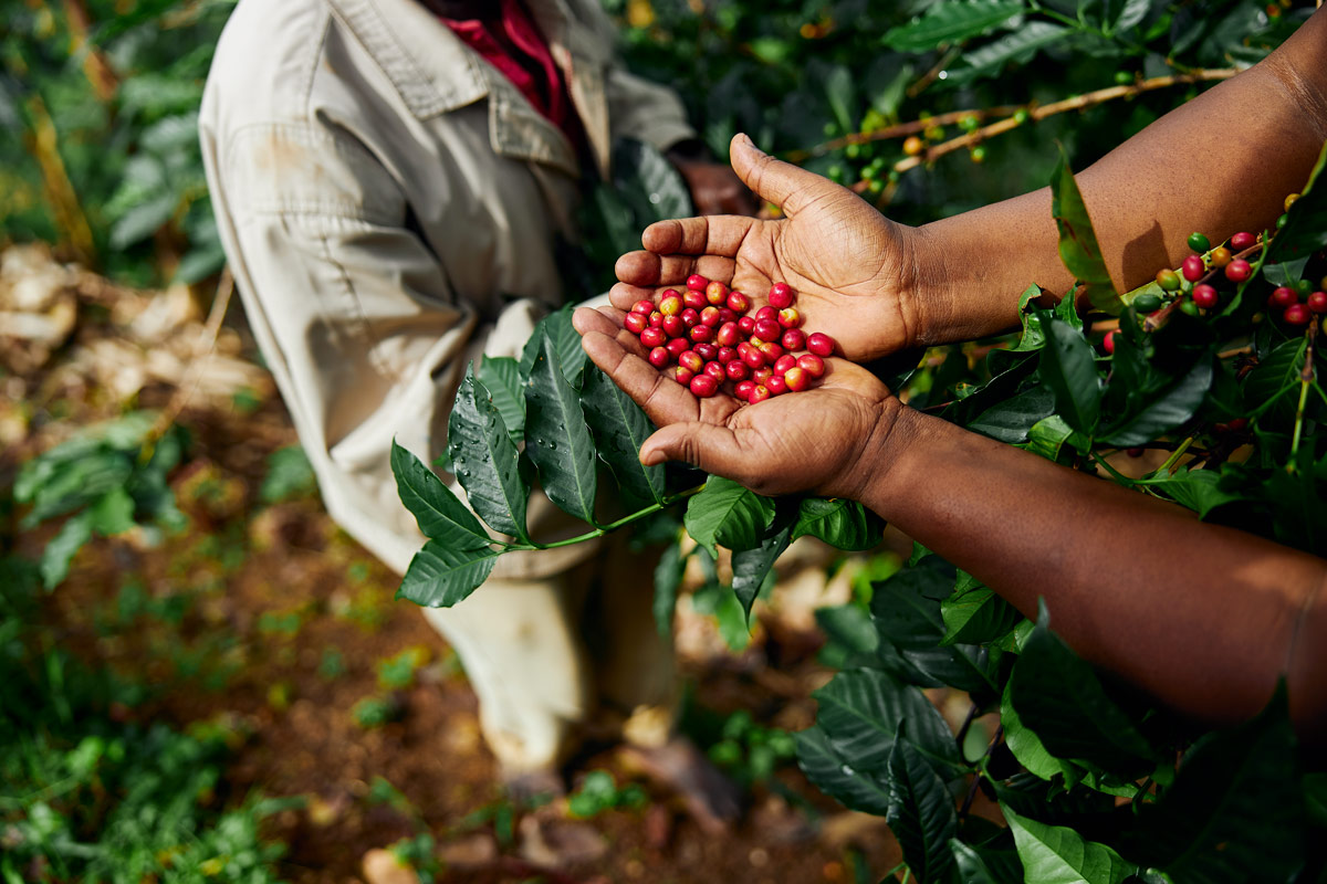 Sostenibilità nel mondo del caffè: un imperativo per un futuro migliore