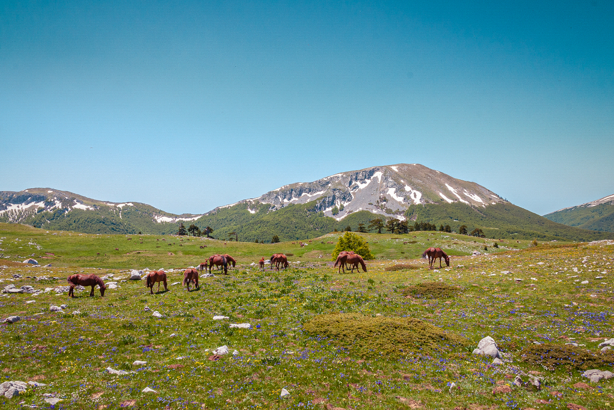 Natura incontaminata sul Pollino Calabria, dal mare alla montagna un territorio tutto da scoprire